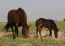 Horses June 2011